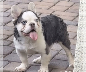 Father of the French Bulldog puppies born on 07/15/2025
