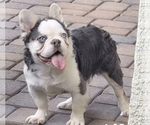 Small Photo #1 French Bulldog Puppy For Sale in LAS VEGAS, NV, USA