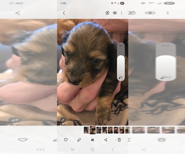 Medium Photo #1 Dachshund Puppy For Sale in NORFOLK, VA, USA
