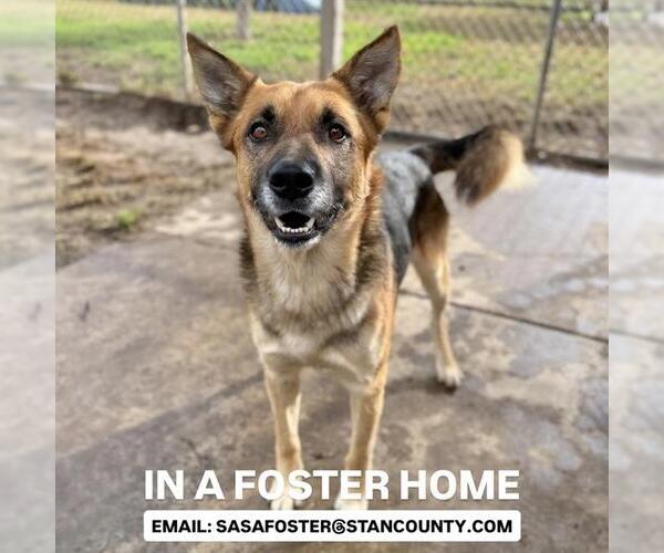 Medium Photo #2 German Shepherd Dog Puppy For Sale in Modesto, CA, USA