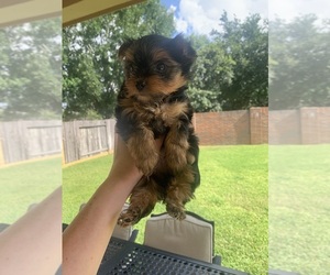 Yorkshire Terrier Puppy for sale in SPRING, TX, USA