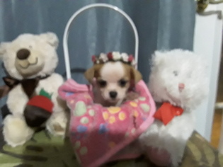 ShihPoo Puppy for sale in KILLEEN, TX, USA