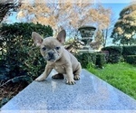 Small #118 French Bulldog