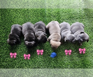 French Bulldog Litter for sale in MIAMI, FL, USA