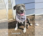 Small #1 American Staffordshire Terrier Mix