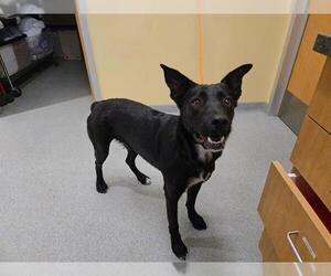 Border Collie-Unknown Mix Dogs for adoption in Orange, CA, USA