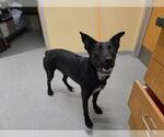 Small Border Collie Mix