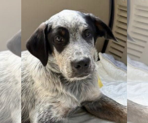 Medium Photo #4 Border-Aussie Puppy For Sale in Mt. Laurel, NJ, USA