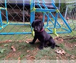 Small Photo #14 Labrador Retriever Puppy For Sale in SHREWSBURY, MA, USA