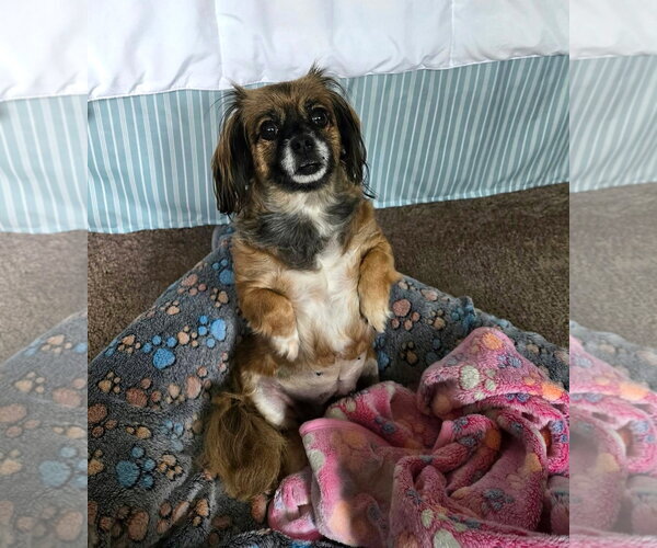 Medium Photo #1 Pekingese Puppy For Sale in Arlington, WA, USA