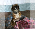 Schell, A Pekingese female - Female Pekingese Dog for Adoption - Small photo