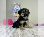 Small #4 YorkiePoo