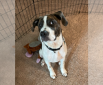 Small #4 American Bulldog Mix