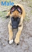 Small Photo #5 Belgian Malinois Puppy For Sale in NORTH PORT, FL, USA