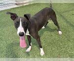 Small #1 Whippet Mix