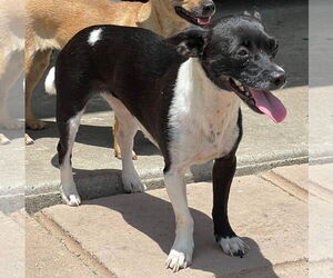 Bessie - Female Chihuahua Dog for Adoption - Photo #3