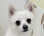 Small Pomeranian