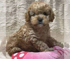 Cavapoo Puppy for sale in DRY RUN, PA, USA