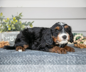 Medium Bernedoodle (Miniature)