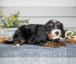 Puppy Arlo Bernedoodle (Miniature)