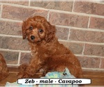 Image preview for Ad Listing. Nickname: Zeb