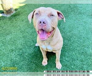 American Staffordshire Terrier Dogs for adoption in West Palm Beach, FL, USA