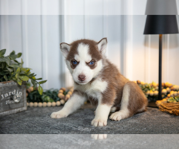 Medium Photo #24 Siberian Husky Puppy For Sale in SHREVE, OH, USA
