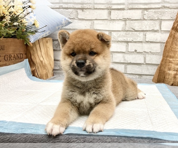 Medium Photo #5 Shiba Inu Puppy For Sale in MANHATTAN, NY, USA