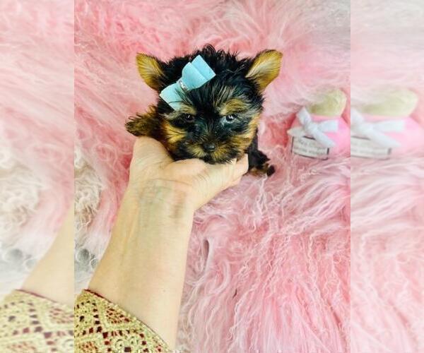 Medium Photo #26 Yorkshire Terrier Puppy For Sale in TAMPA, FL, USA