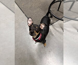 Chipin Dogs for adoption in Shermans Dale, PA, USA