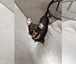 Small Chipin