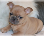 Small Photo #19 French Bulldog Puppy For Sale in WINNSBORO, TX, USA