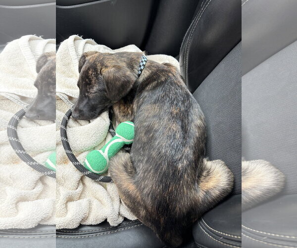 Medium Photo #2 Labrador Retriever-Unknown Mix Puppy For Sale in Aurora, CO, USA