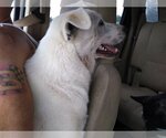 Small Photo #10 - Mix Puppy For Sale in Orange Grove, TX, USA