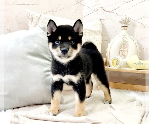 Medium Photo #1 Shiba Inu Puppy For Sale in PASADENA, CA, USA