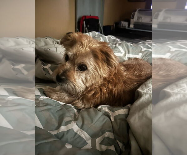 Medium Photo #3 Cairn Terrier-Unknown Mix Puppy For Sale in Raleigh, NC, USA