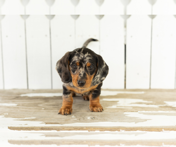 Medium Photo #2 Dachshund Puppy For Sale in BREMEN, IN, USA