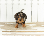 Small #1 Dachshund