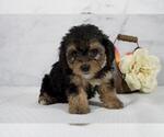 Small #1 Cavalier King Charles Spaniel-Poodle (Toy) Mix