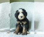Puppy 8 Aussiedoodle-Bernedoodle Mix