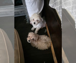 Image preview for Ad Listing. Nickname: Maltepoo