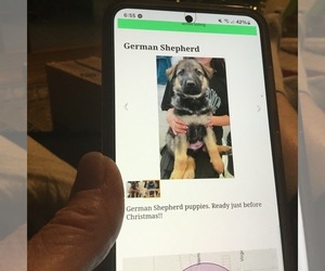 German Shepherd Dog Puppy for sale in OTTAWA, KS, USA
