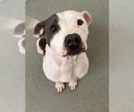 Small American Pit Bull Terrier