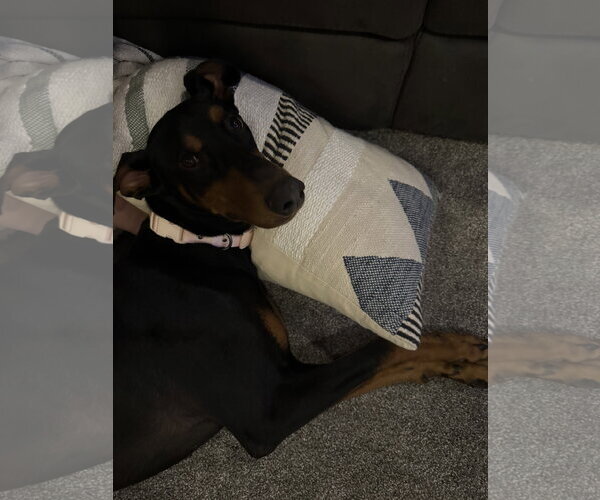 Medium Photo #4 Doberman Pinscher Puppy For Sale in Minneaoplis, MN, USA