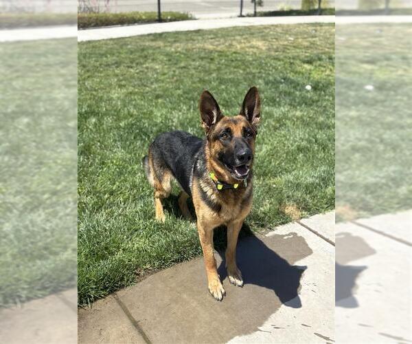 Medium Photo #3 German Shepherd Dog-Unknown Mix Puppy For Sale in Elk Grove, CA, USA