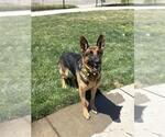 Small #2 German Shepherd Dog Mix
