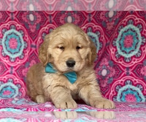 Golden Retriever Puppy for sale in LANCASTER, PA, USA