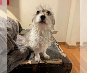 Unknown-Wheaten Terrier Mix Dogs for adoption in Vail, AZ, USA