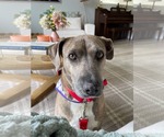 Small Mutt