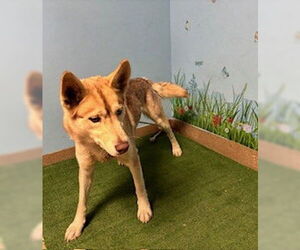 Siberian Husky Dogs for adoption in Downey, CA, USA